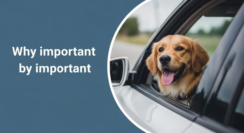 Whisk 4d2f0ee78c8ed0b9c164a4d4dc5fd11edr