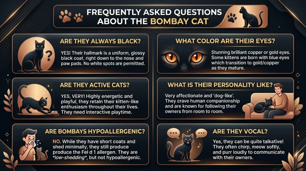 Frequently Asked Questions About the Bombay Cat