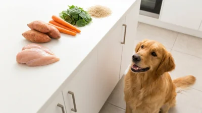 Homemade dog food recipes with fresh chicken vegetables and rice in a bowl