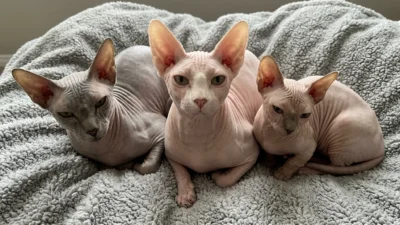 The hairless cat most commonly the Sphynx combines an otherworldly appearance with one of the warmest, most affectionate personalities in the cat world.