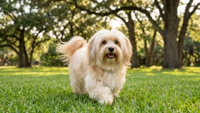Havanese dog with silky coat sitting outdoors smiling at camera