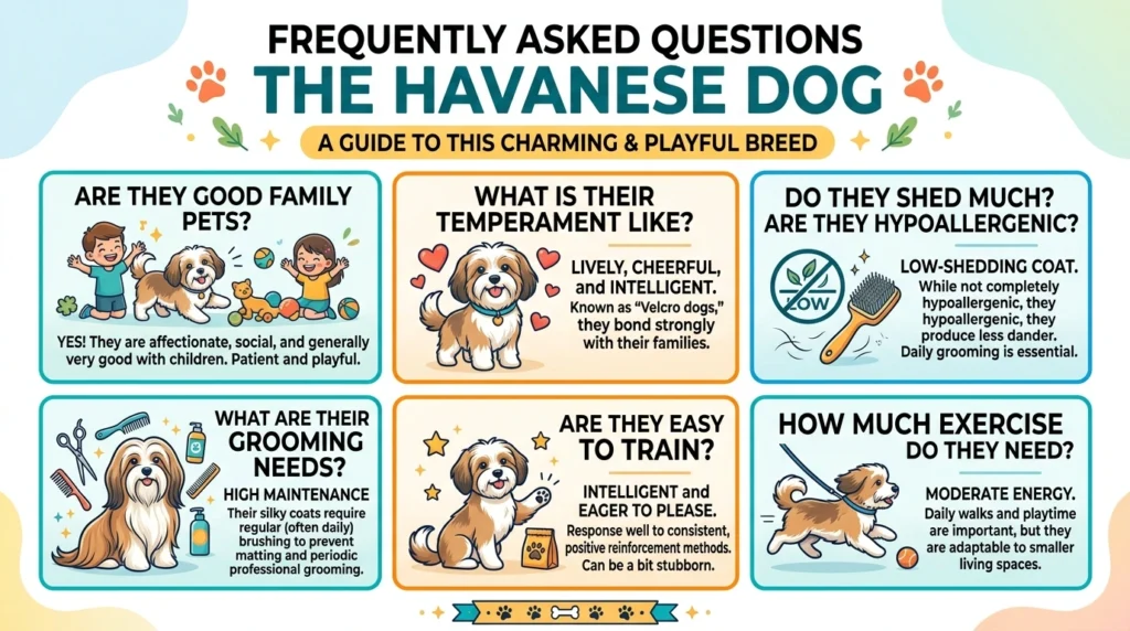 Frequently Asked Questions About the Havanese Dog