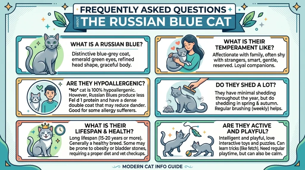 Frequently Asked Questions About the Russian Blue Cat