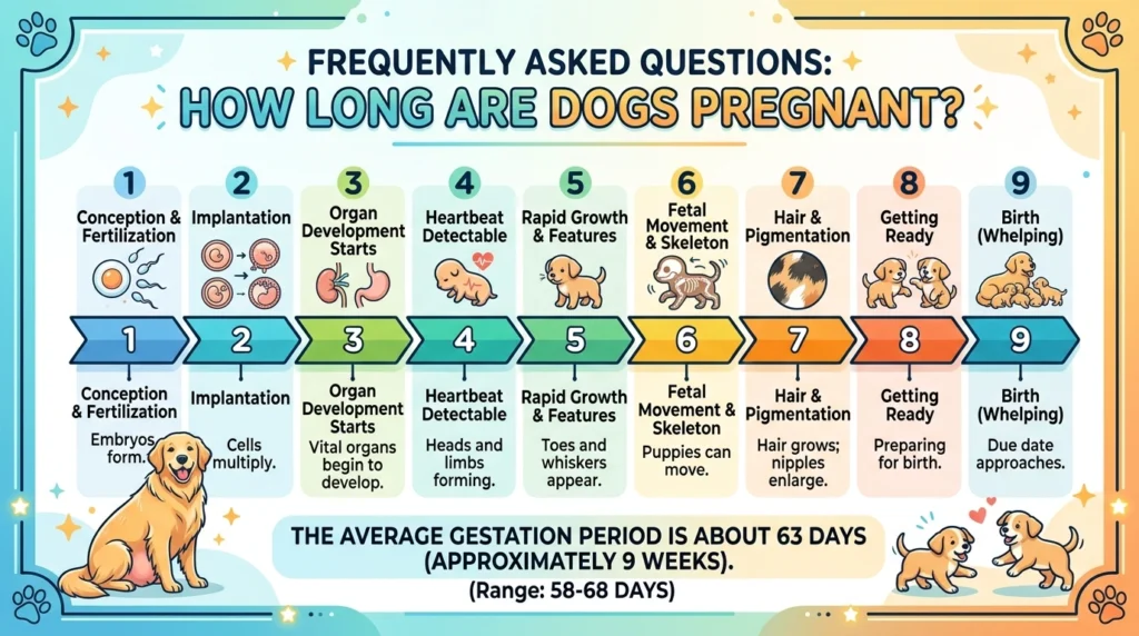 Frequently Asked Questions: How Long Are Dogs Pregnant?